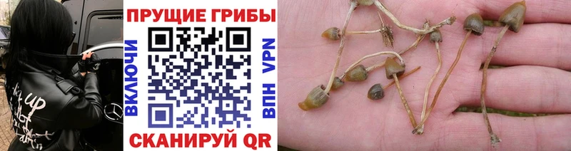 Галлюциногенные грибы прущие грибы  Сосенский 